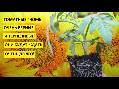 Видео: Томатные Гномы. В чем особенность перевалки Томатных Гномов? Показываю подробно в этом видео.