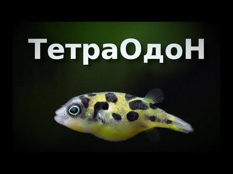 Видео: Карликовый ТетраДон — аквариумный УлиткоГрызли