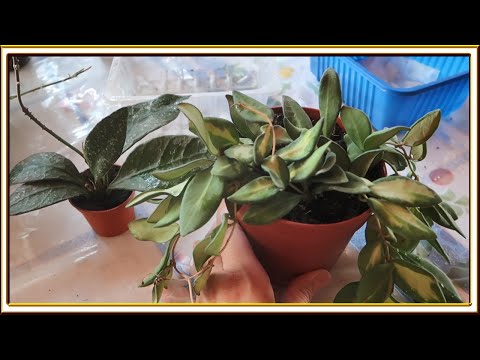 Видео: Хойи из Голландии /Распаковка и пересадка
