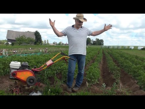 Видео: Окучивание картошки Легким МБ.(почти мировой рекорд)) 4сотки за 11мин!Spud potatoes!