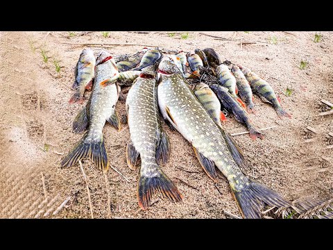 Видео: Ловля ЩУКИ и ОКУНЯ на ВЕРТУШКИ | Попали на ХОРОШИЙ КЛЕВ