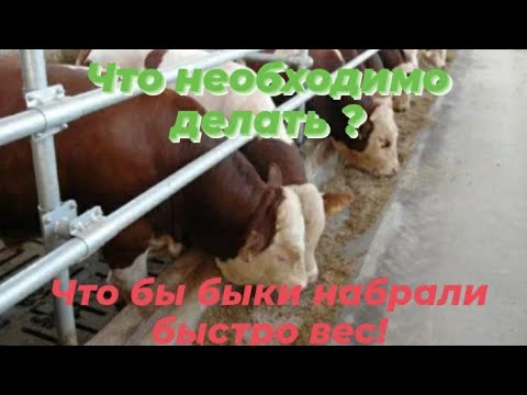 Видео: Как бороться с паразитами у бычков на откорме .Каким препаратом повысить аппетит бычка.