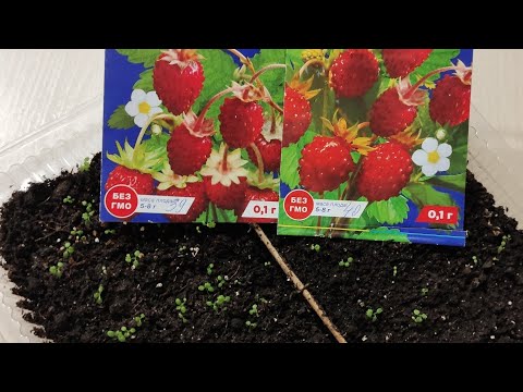 Видео: #квіти СУНИЦЯ САДОВА - перші сходи, стратифікацію не проводила.