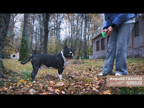 Видео: Основы хендлинга американского булли // #приВЕТАХМЕД