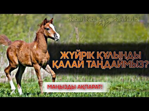 Видео: ЖҮЙРIК БОЛАТЫН ҚҰЛЫН ҚАНДАЙ БОЛАДЫ❓🤔🐎