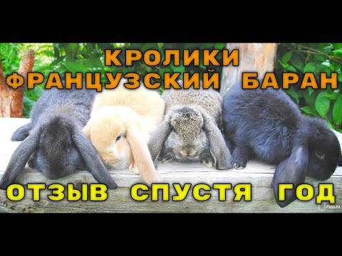 Видео: КРОЛИКИ ФРАНЦУЗСКИЙ БАРАН, ОБЗОР ПОРОДЫ ПОСЛЕ ГОДА СОДЕРЖАНИЯ.