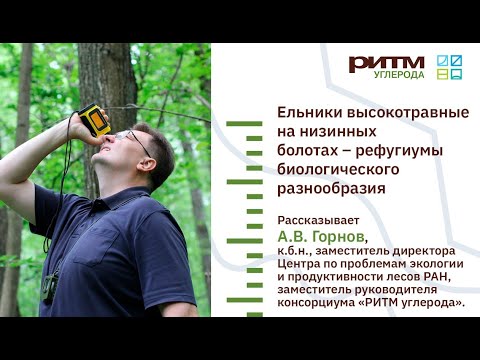 Видео: Лекция 9. Ельники высокотравные на низинных болотах. Горнов А.В.