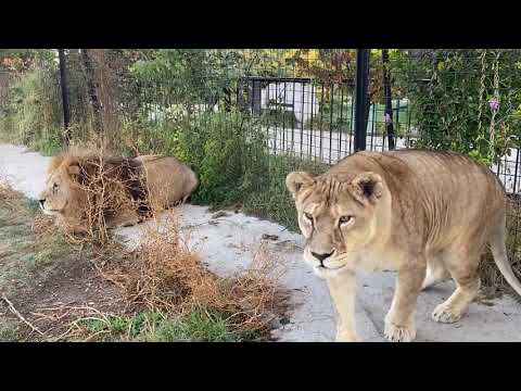 Видео: Льва Малыша ВСЕ ЛЮБЯТ !