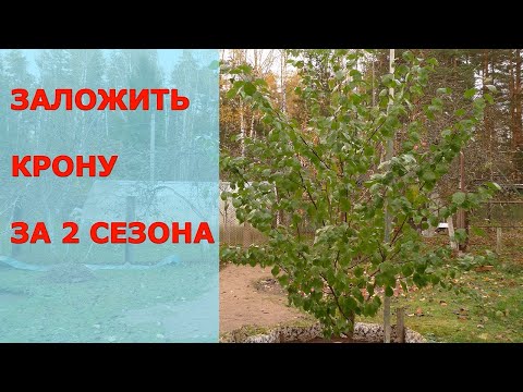 Видео: Летняя обрезка молодых деревьев сливы - для ускорения формировки и закладки гармоничной кроны