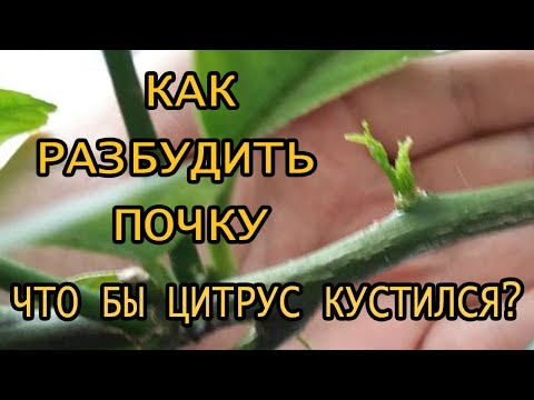 Видео: Как сделать домашний лимон кустистым. Как разбудить спящие почки на ветке