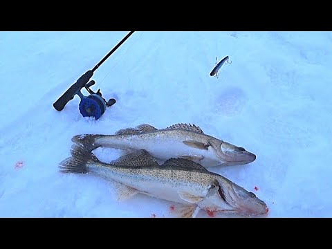 Видео: Зимняя ловля судака на вибы! Рыбалка на ОКЕ !