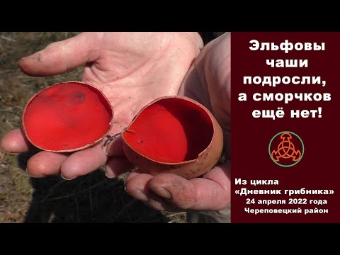 Видео: Эльфовы чаши подросли, а сморчков ещё нет! Дневник грибника