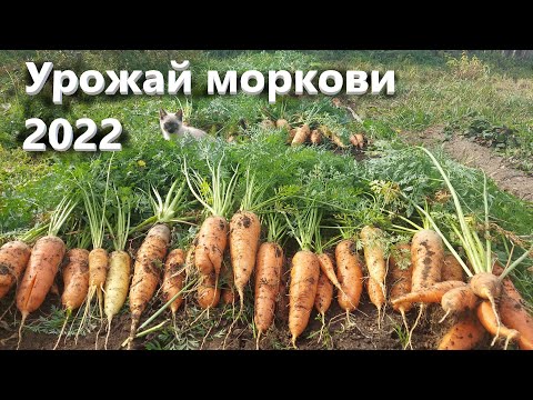 Видео: Сломали ёлкой забор! Убрал урожай 2022 года. Жизнь в деревне.