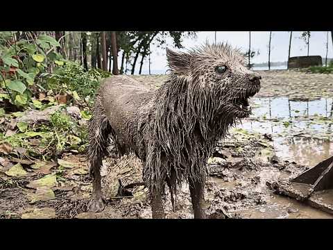 Видео: Ослепшая, она была привязана хозяином в глуши и в отчаянии выла в бескрайней темноте, прося помощи.