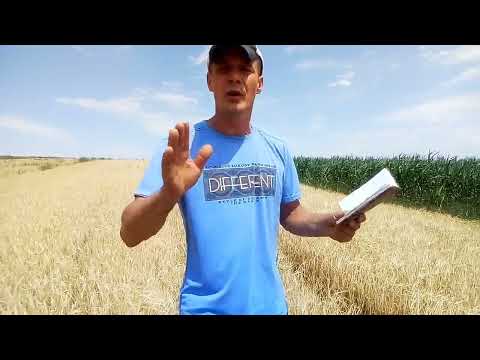 Видео: Ціни на зерно для одноосібників! Ціна оренди комбайна на городах! Що робити з урожаєм!!!