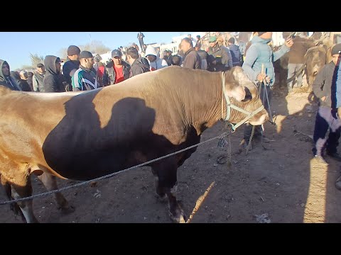 Видео: Панҷшанбе бозори н Ёвон мол бисёр савдо хуб шуд 6 ноябр 2025#молбозор