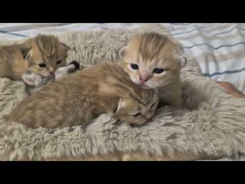 Видео: Глазки котят в 2 недели 😊