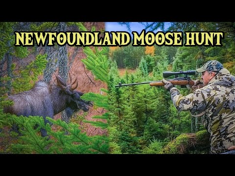 Видео: Охота на ЛОСЯ в густых лесах Ньюфаундленда!