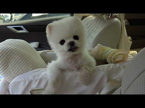 Видео: Позвольте моей собаке увидеть море в полной мере! [RuPong Daily V-LOG]