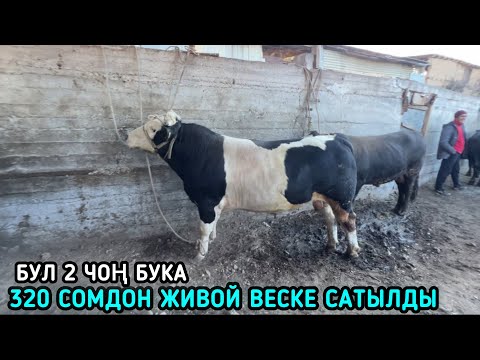 Видео: БУКА БАЗАР НООКАТ / 20-Октябрь 2024 Жыл  @Aalamkabar97