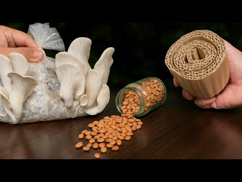 Видео: 🍄 Как вырастить грибы дома с помощью картона и кофе