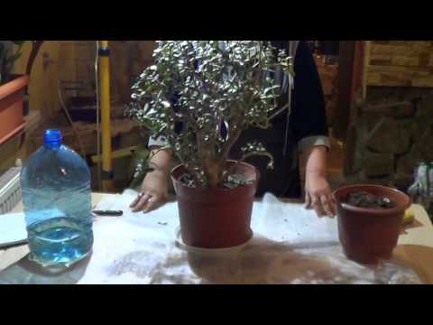 Видео: Денежное Дерево.НЕСЛОЖНЫЙ УХОД ЗА ДЕНЕЖНЫМ ДЕРЕВОМ. ТОЛСТЯНКА( КРАССУЛА)