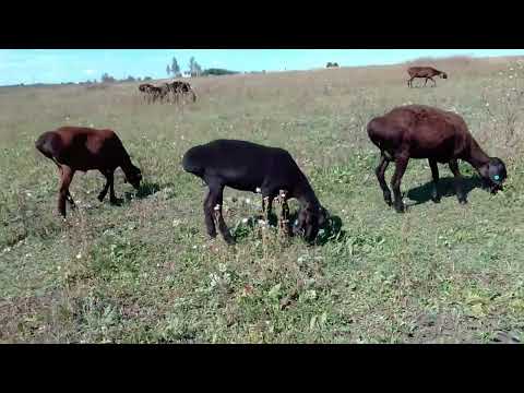 Видео: Гиссарские овцематки и ярочки на выпасе 26.08.2023. WhatsApp+7 919 2300163.