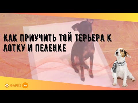 Видео: Как приучить той терьера к лотку и пеленке