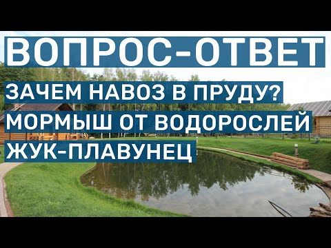 Видео: Зачем навоз (удобрения) в пруду? И другие ответы на вопросы по обслуживанию пруда и рыбоводству