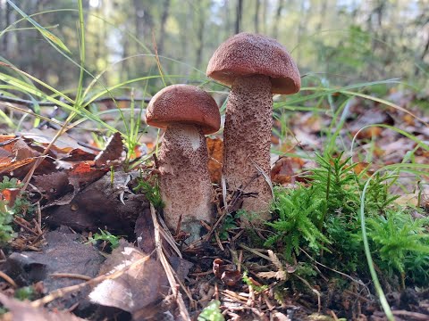 Видео: Собираем осенние грибы Октября! Грибы красивые разные разнообразные!