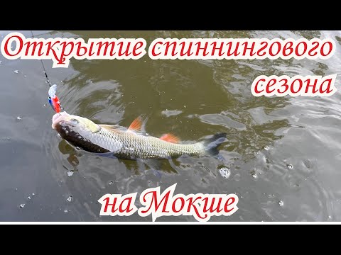 Видео: Открытие спиннингового сезона. Рыбалка на Мокше на спиннинг