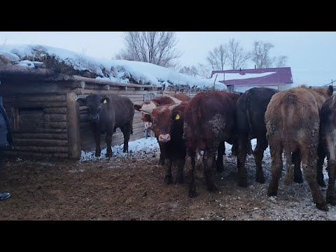 Видео: Бордақы бұқалар.Бұзаулаған сиыр.