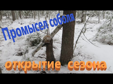Видео: Открытие сезона на соболя 2022. Удачная проверка первых капканов. Момент попадания соболя в капкан.