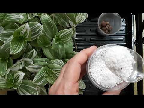 Видео: Это - физкультура для корней! Агроперлит, цеолит, керамзит. Зачем, как, сколько. Отвечаю на вопросы