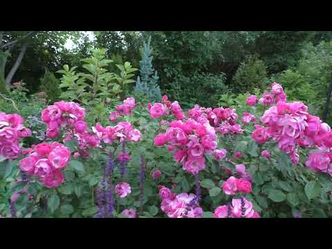 Видео: Роза Анжела в Сибирском саду.