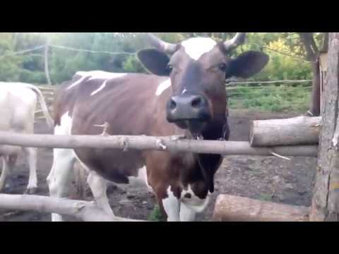 Видео: Почему корова а не телочка)) какие проблемы с тёлками)) что лучше телка или корова)) подводные камни