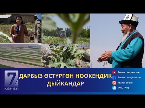 Видео: “БИР ДАРБЫЗ 10КГ ЧЫГАТ”- ДАРБЫЗ ӨСТҮРГӨН НООКЕНДИК ДЫЙКАНДАР