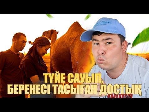 Видео: Түркістан vibe | 20 шығарылым | Түйе сауып, берекесі тасыған Достық ауылы