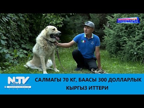 Видео: САЛМАГЫ 70 КГ, БААСЫ 300 ДОЛЛАРЛЫК КЫРГЫЗ ИТТЕРИ\\АЗЫРКЫНЫН АЗАМАТТАРЫ