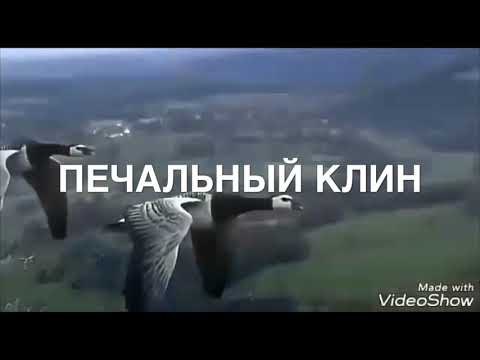 Видео: Арби Цураев « Печальный Клин»