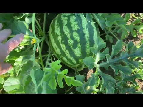 Видео: Моя бахча на 17.08.25