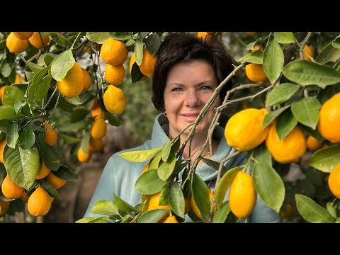 Видео: Все про лимон Meyer  та чи існує Ташкентський
