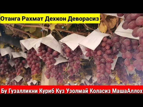 Видео: 1кг 100 минг сум Сотилди,Хирмони Навли Узум.Токида сакланган Хозиргача.Койил.