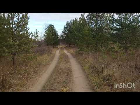 Видео: У берез и сосен.