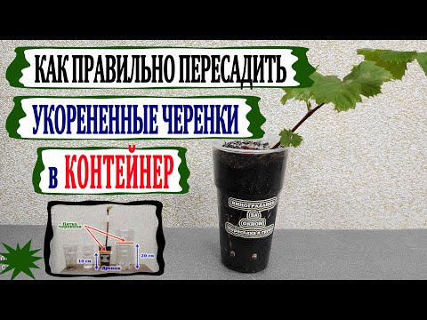 Видео: 🍇 Не ошибись! Когда и Как пересаживать укорененные черенки винограда в контейнер.