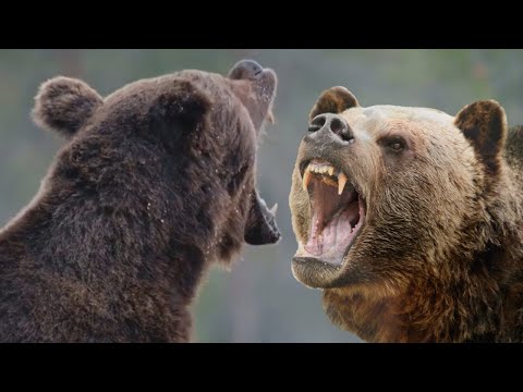 Видео: Версус  Битвы медведя! Медведь против гризли, бурого медведя