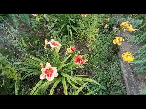 Видео: Все мои лилейники