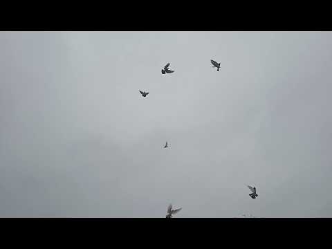 Видео: Бакинцы посадка! 🕊🕊🕊