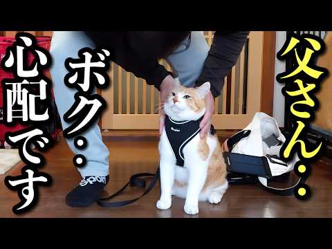 Видео: Кот слишком переживает из-за прогулки с отцом, который не привык к кошкам