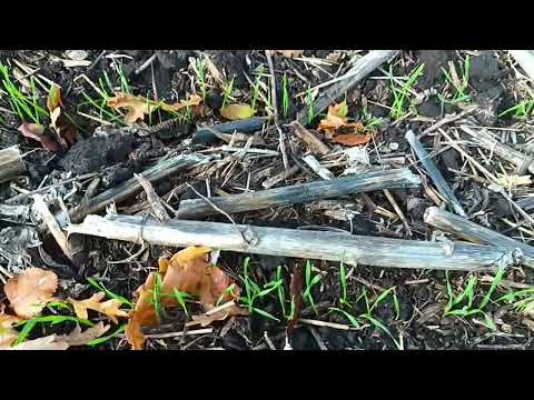 Видео: 2025.10.26 🌾 РЖТ Реформ. 🚜Січ-3,6. Ноу-Тілл♻️